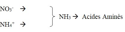 l’azote est principalement absorbé sous forme de NO3-.
