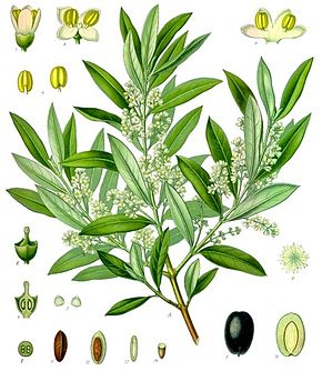 Cycle végétatif et productif de l’olivier