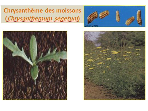 Mauvaise Herbe Chrysanthéme des moissons