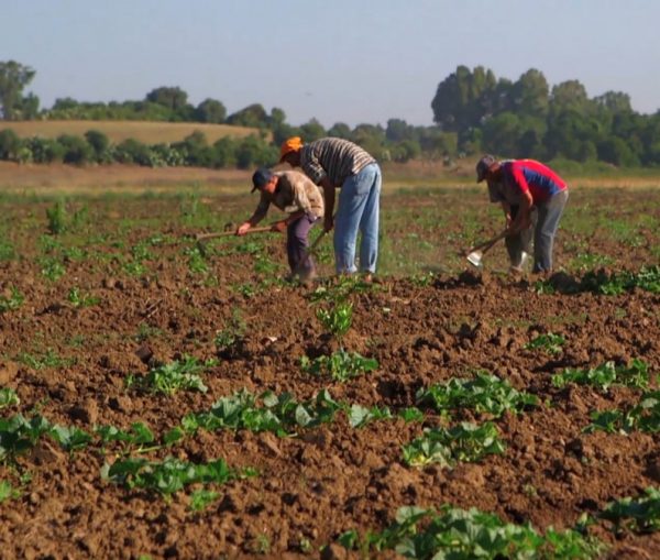 Sols Algériens et Fertilisation