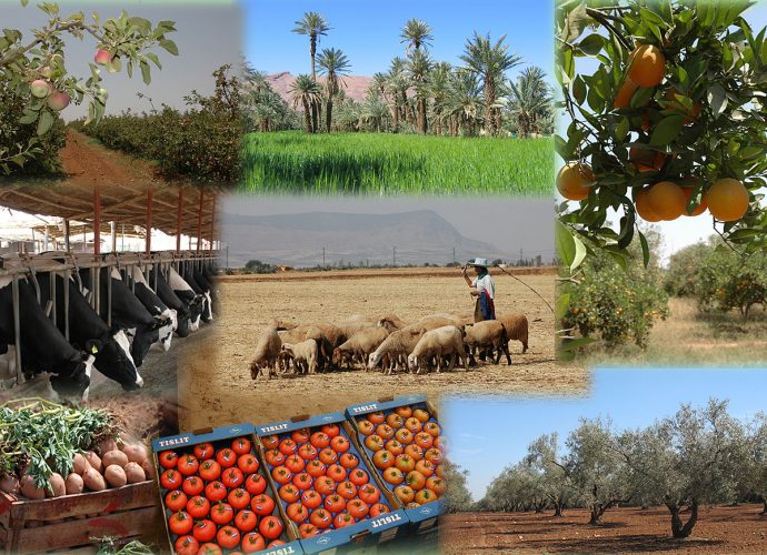 Développement Rural en Algérie: Gestion des Projet PPDRI