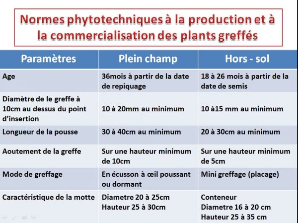 Normes phytotechniques à la production et à la commercialisation des plants greffés