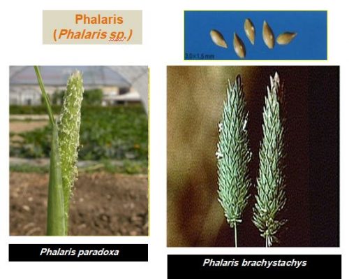 mauvaise herbe Phalaris (Phalaris sp.)