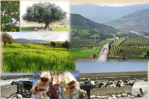 Conception des Projets PPDRI dans le cadre de développement agricole et rural en Algérie