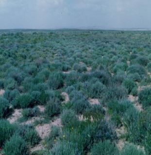 Artemisia herba alba مجموعة مراعي الشيح 