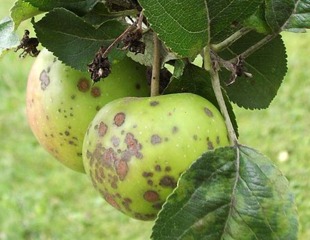 امراض أشجار التفاح و الاجاص :  Tavelure اعراض جرب التفاح و الاجاص