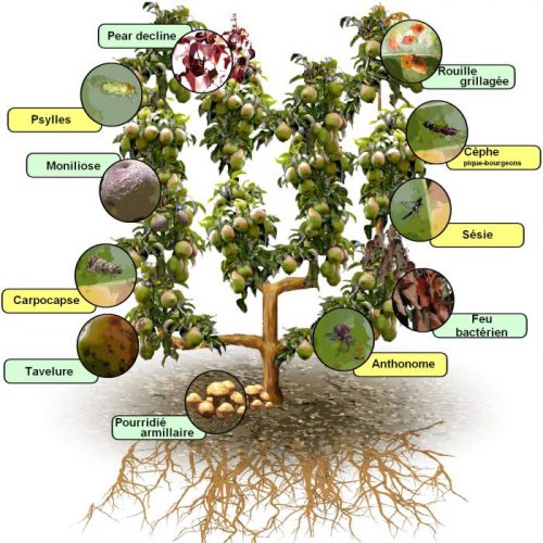أهم الامراض و الطفيليات التي تصيب أشجار التفاح و الاجاص