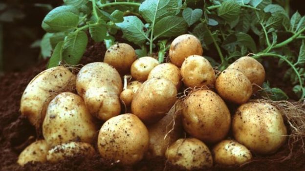 – آفات و أمراض منتوج البطاطا – الامراض الفطرية للبطاطا