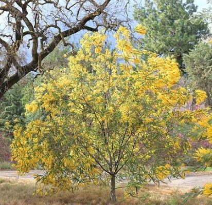 Acacias شجرة الاكاسيا