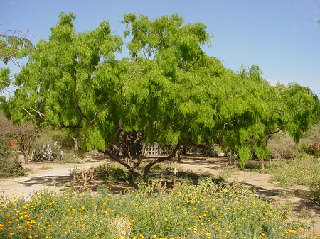  Prosopis spp شجرة الغاف