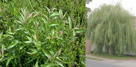 Salix spp شجرة الصفصاف