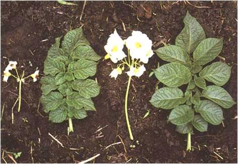 Virus S de la pomme de terre: feuille gaufrée, inflorescence de taille réduite 