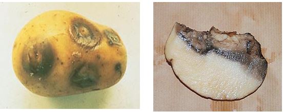  أعراض مرض الساق السوداء و التعفن البكتيري المائي على درنات البطاطا