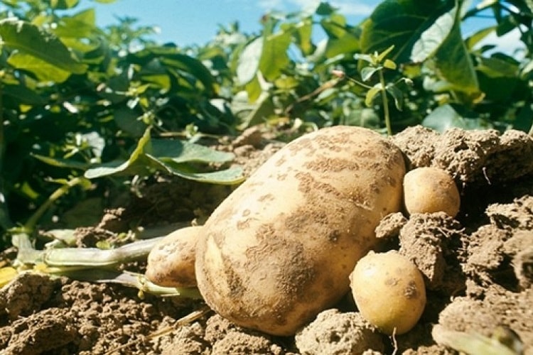 – آفات و أمراض منتوج البطاطا – الامراض الفطرية للبطاطا