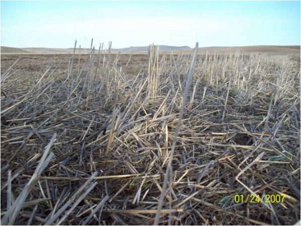 Le couvert après blé dur en condition des hautes plaines sétifiennes