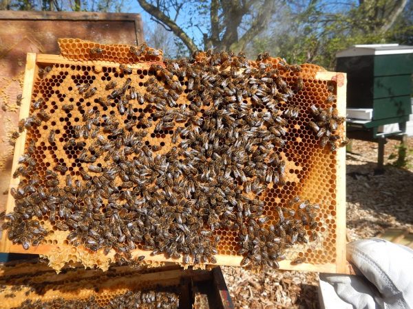 La ruche «kônya» ou ruche aux cadres à couvain rotatifs