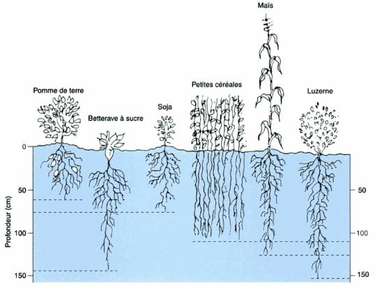 Schéma de la distribution de racine des plantes