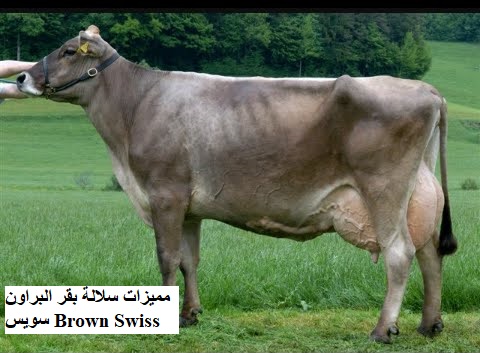 مميزات سلالة بقر البراون سويس Brown Swiss