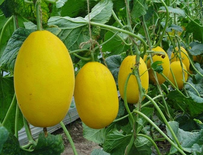 زراعة البطيخ الأصفر