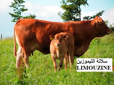 سلالة الليموزين LIMOUZINE