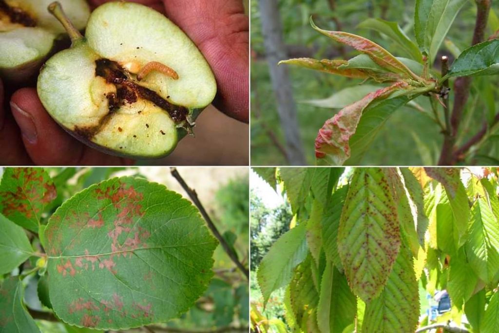 Maladies Des Arbres Fruitiers
