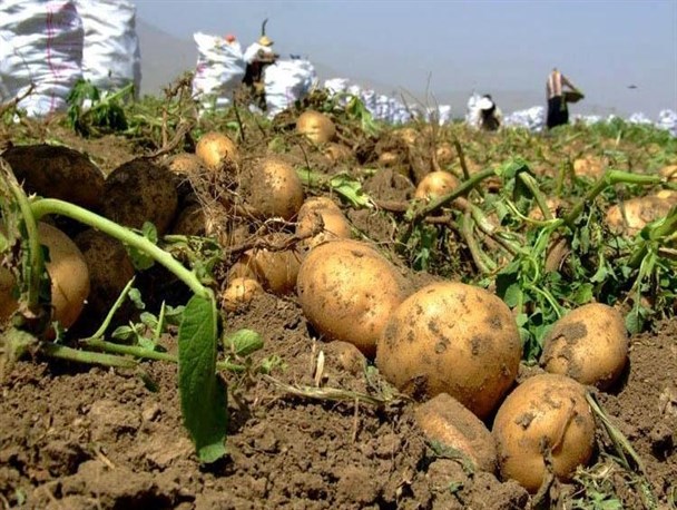  الأعراض الناجمة عن مبيدات الأعشاب على نباتات البطاطا