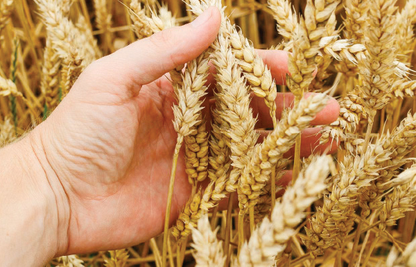 زراعة وانتاج القمح