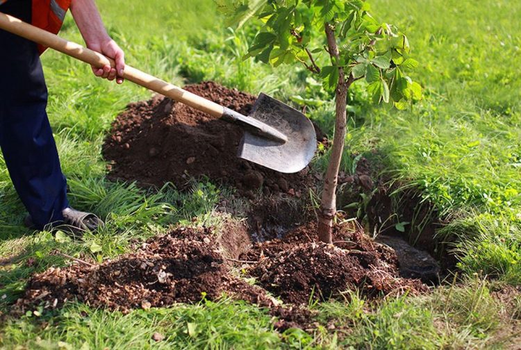 Le Compost et l'Importance de la Fertilisation des Vergés des Arbres Fruitiers