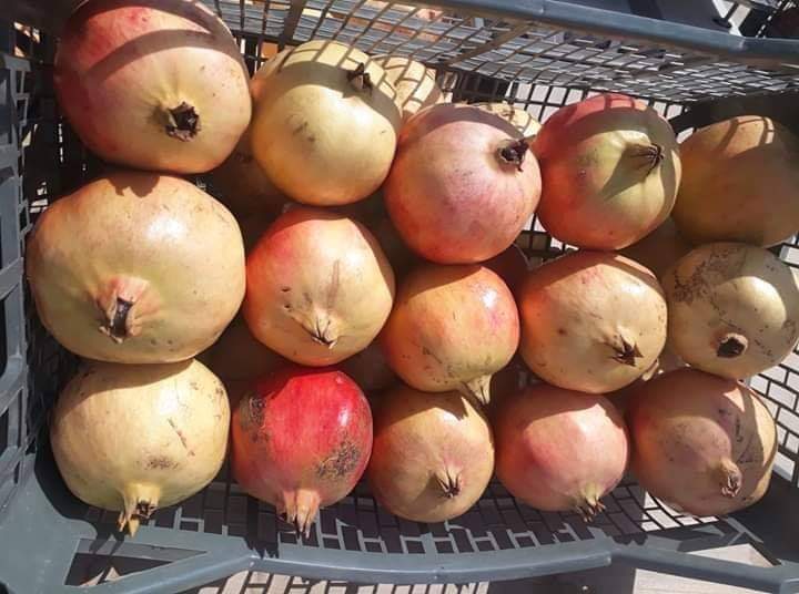 Pomegranate Massad, Wilaya de Djelfa, est l'un des Meilleurs Types de grenade au Monde