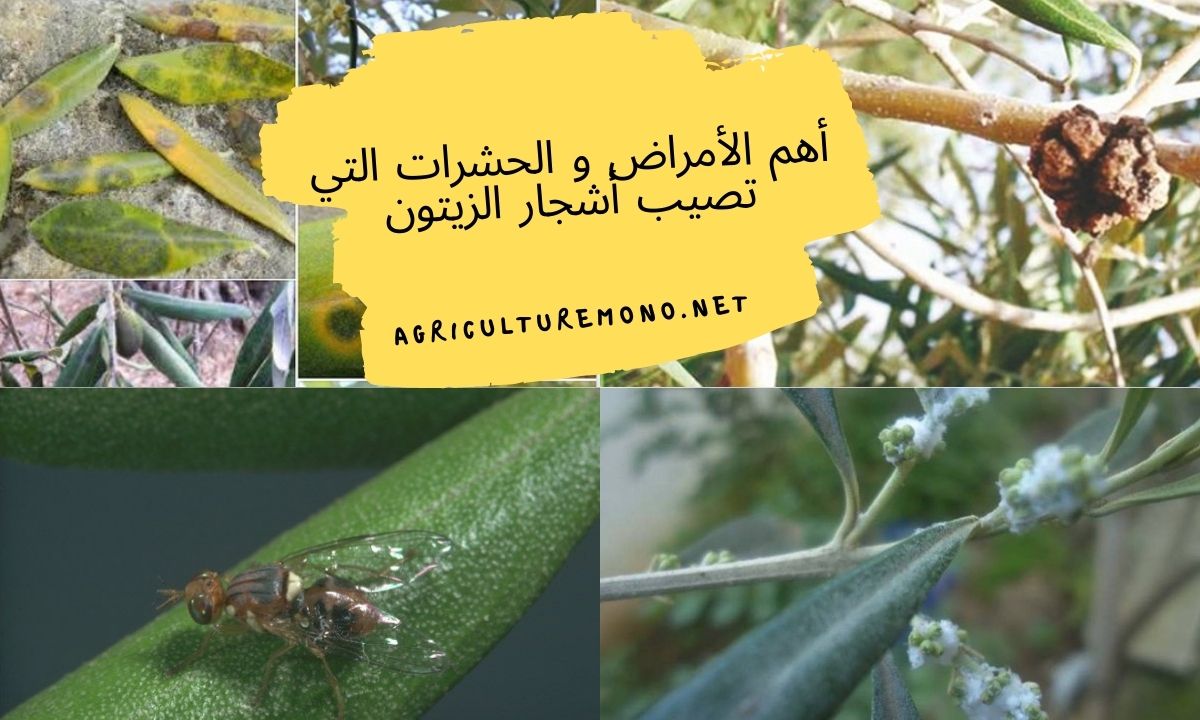 أهم الأمراض و الحشرات التي تصيب أشجار الزيتون